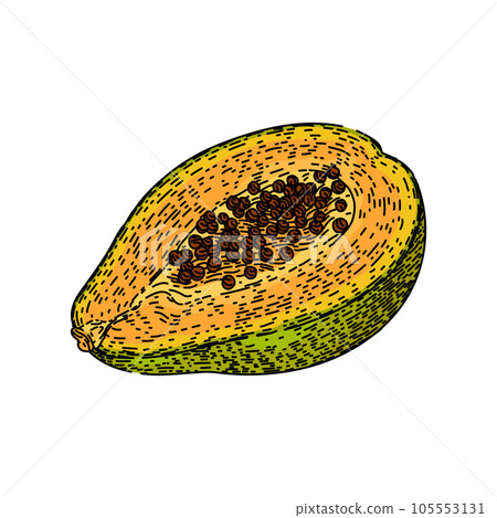 orange papaya fruit sketch hand drawn vector orange papaya fruit sketch hand drawn vector 105553131