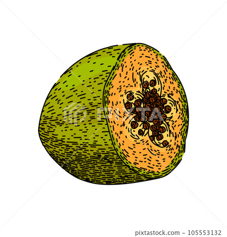 slice papaya fruit sketch hand drawn vector slice papaya fruit sketch hand drawn vector 105553132
