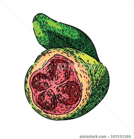 juice guava fruit sketch hand drawn vector juice guava fruit sketch hand drawn vector 105553160