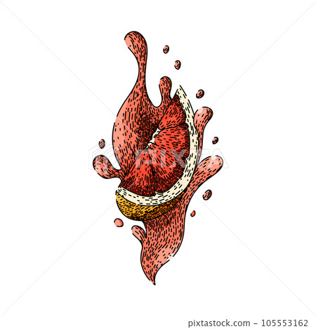 top grapefruit red sketch hand drawn vector top grapefruit red sketch hand drawn vector 105553162