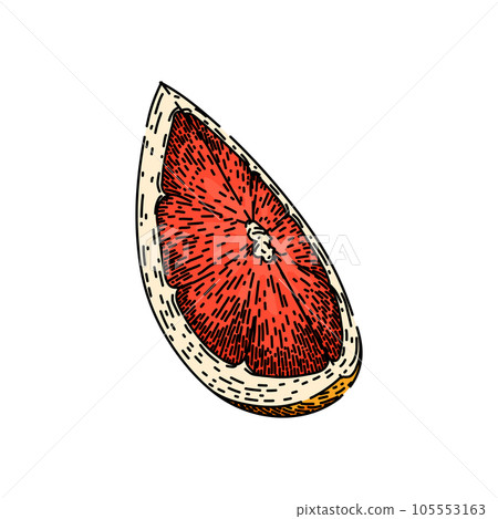 cut grapefruit red sketch hand drawn vector cut grapefruit red sketch hand drawn vector 105553163