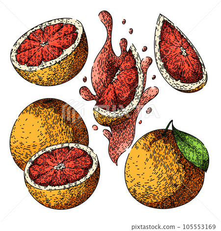 grapefruit red set sketch hand drawn vector grapefruit red set sketch hand drawn vector 105553169