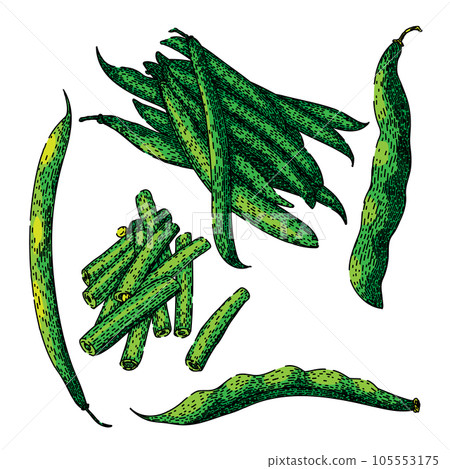 geen beans set sketch hand drawn vector 105553175