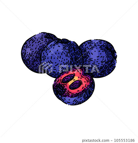 leaf chokeberry aronia sketch hand drawn vector 105553186