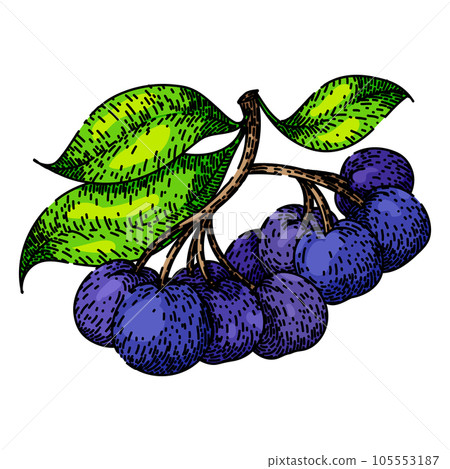 black chokeberry aronia sketch hand drawn vector black chokeberry aronia sketch hand drawn vector 105553187