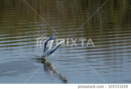 Fly Aoshagi 105553209