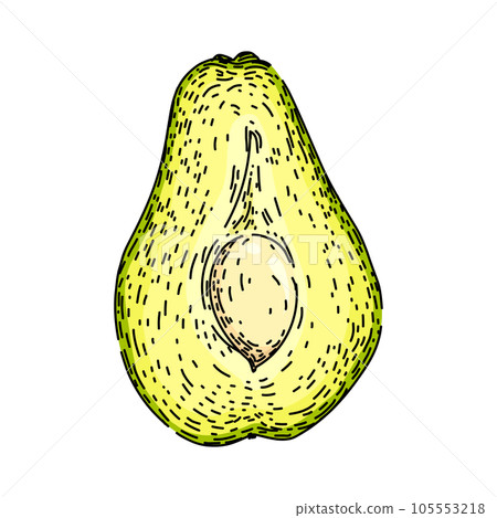 edible chayote healthy sketch hand drawn vector edible chayote healthy sketch hand drawn vector 105553218