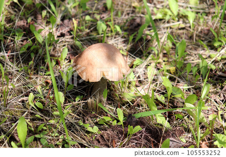 Common boletus mushroom Leccinum scabrum on the edge of the forest Common boletus mushroom Leccinum scabrum on the edge of the forest 105553252