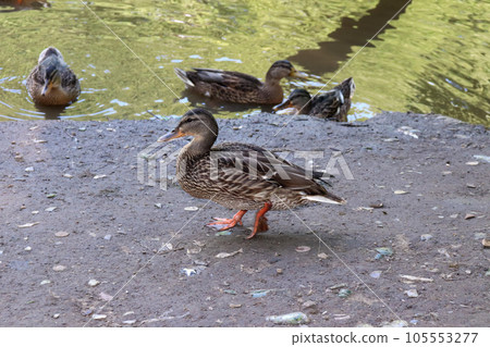 wild mallard duck walks along the shore wild mallard duck walks along the shore 105553277