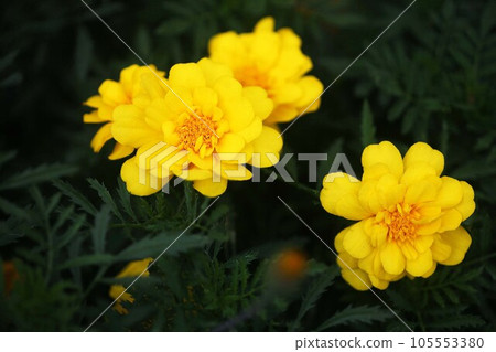 萬壽菊黃色花 105553380