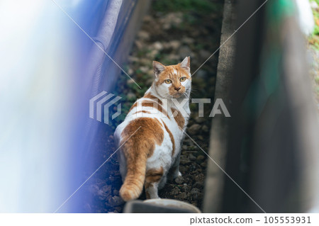 A stray cat in a back alley Local cat 105553931