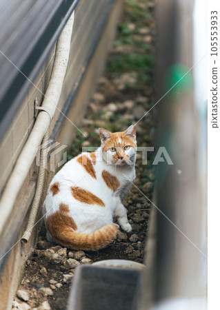 A stray cat in a back alley Local cat A stray cat in a back alley Local cat 105553933
