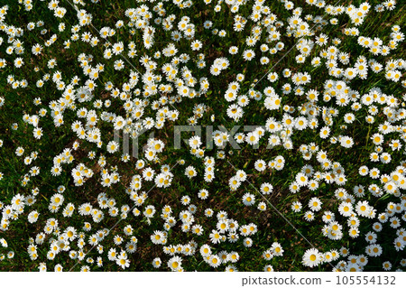 Sun lit spring meadow with many daisy flowers blooming, shallow depth of field photo, view form above 105554132