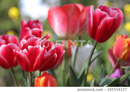 Nice tulip 105554157