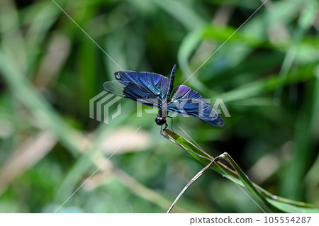 蝴蝶蜻蜓 蝴蝶蜻蜓 105554287