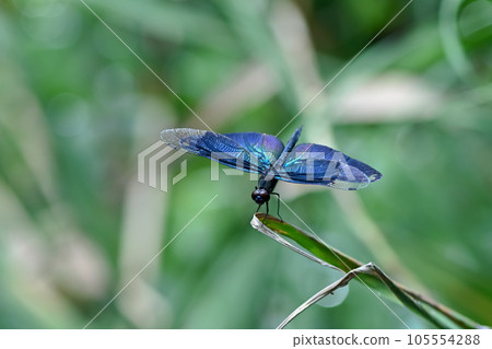 Butterfly dragonfly Butterfly dragonfly 105554288