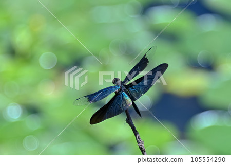蝴蝶蜻蜓 蝴蝶蜻蜓 105554290