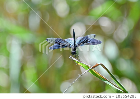 蝴蝶蜻蜓 105554295
