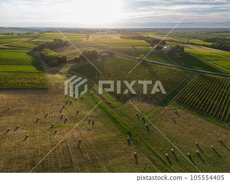 Aerial view Bordeaux Vineyard and forage fields with bales of hay in summer at sunrise Aerial view Bordeaux Vineyard and forage fields with bales of hay in summer at sunrise 105554405