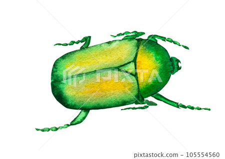 Watercolor illustration green beetle bronzovka hand drawn. Insects golden bronze 105554560