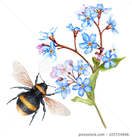 Forget me not flower and bumblebee. Hand drawn watercolor illustration isolated on white for clip art cards invitation Forget me not flower and bumblebee. Hand drawn watercolor illustration isolated on white for clip art cards invitation 105554606