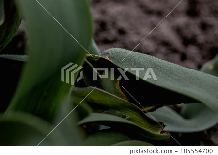 Dark green tulip leaf with a velvet structure in the middle plan on a gray blurred background of soil. Blurred leaves in the foreground. Close-up. Selective focus and sharpness 105554700