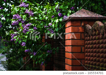 A bush of purple lilac grows at an orange fence made of bricks and a granite visor. Mold on the fence. Nature is intertwined with the construction of man. Blurred background. Selective focus 105554701