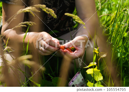 Woman sitting on a field with high grass and holding strawberries. Enjoy the smell of strawberries. Summer food. Selective focus 105554705