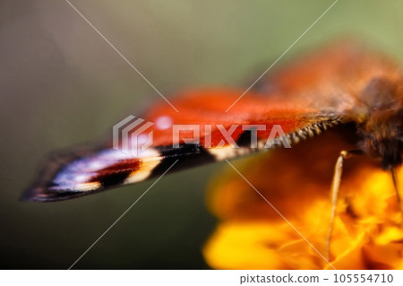 Defocus European Peacock butterfly. Wing extremely close up on blurred green background. Bright butterfly eyes. Motion blur. Wallpapers, postcard, freedom. Out of focus 105554710