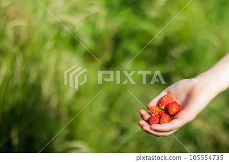 Defocused female hand holding a strawberry against blurred green background. A handful of ripe juicy red strawberries in the palm of a child's hand. Healthy eating concept. Out of focus Defocused female hand holding a strawberry against blurred green background. A handful of ripe juicy red strawberries in the palm of a child's hand. Healthy eating concept. Out of focus 105554735