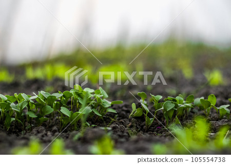 Young radish sprouts grow in soil in a home greenhouse. Home gardening. Healthy Organic Vegetables. Blurred white and light green background and blurred green foreground Young radish sprouts grow in soil in a home greenhouse. Home gardening. Healthy Organic Vegetables. Blurred white and light green background and blurred green foreground 105554738