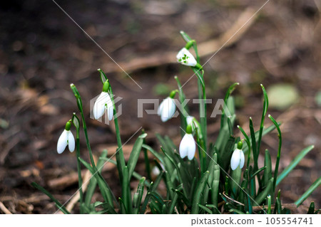 Defocus Snowdrops flowers. Side view. Snowdrop spring flowers in a clearing in the forest. Blur soil. Snowdrop, symbol of spring. Galanthus, Galanthus nivalis. Close-up. Out of focus 105554741