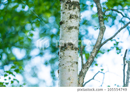 birch trunk 105554749