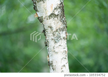 birch trunk 105554752