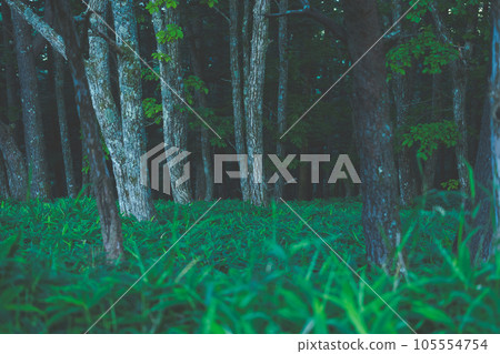 Deep woods Deep woods 105554754