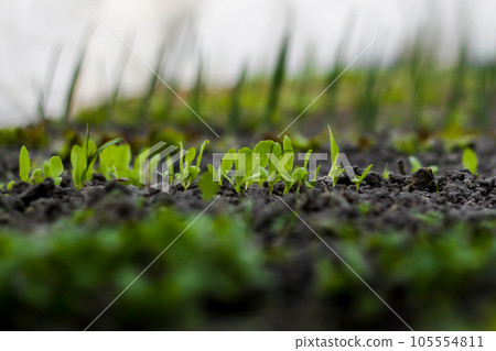 Young lettuce sprouts grow in the soil in a home greenhouse. Home gardening. Healthy Organic Vegetables. Blurred white background and blurred green foreground 105554811