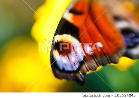 Defocus European Peacock butterfly Inachis io. Wing extremely close up on blurred green and yellow background. Bright butterfly eyes. Wallpapers, postcard, freedom. Out of focus 105554843