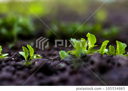 Young lettuce sprouts grow in the soil. Home gardening. Healthy Organic Vegetables. Blurred green and dark gray background. Green salad. Soft focus 105554865