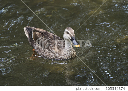 川崎市尼加里運河的斑嘴鴨 105554874