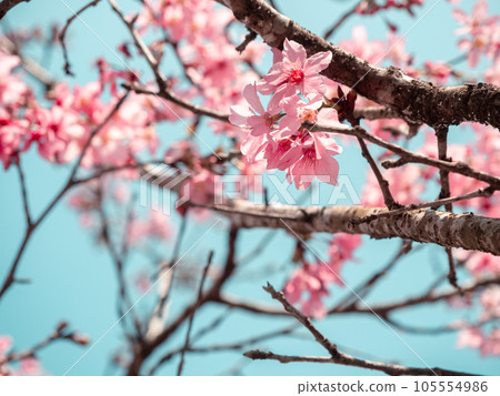 pink cherry tree 105554986