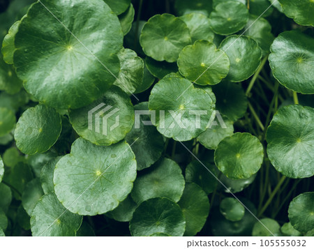 綠色銅錢草 105555032