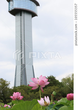 Scenery of ancient lotus village in Gyoda City, Saitama Prefecture 105555357