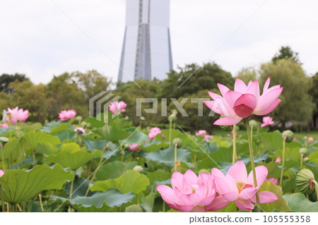 Scenery of ancient lotus village in Gyoda City, Saitama Prefecture 105555358