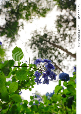 Hydrangea blooming in the silent forest Hydrangea blooming in the silent forest 105555460