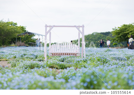 Nemophila flower garden and couple bench 105555614