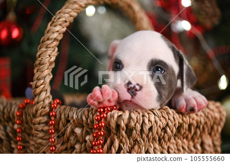 American Staffordshire Terrier Puppy in a basket 105555660