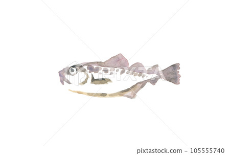 cod facing left cod facing left 105555740