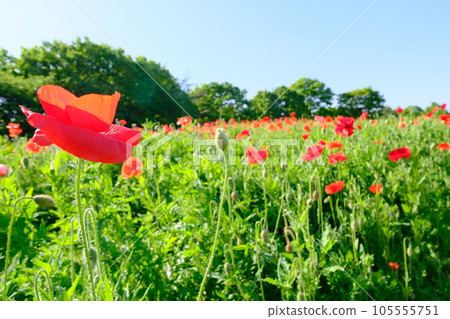 Blue sky and poppy fields 105555751
