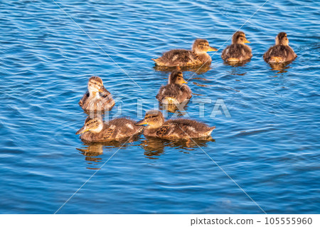 Cute little duckling swimming alone in a lake or river with calm water Cute little duckling swimming alone in a lake or river with calm water 105555960
