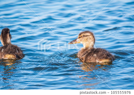Cute little duckling swimming alone in a lake or river with calm water 105555976